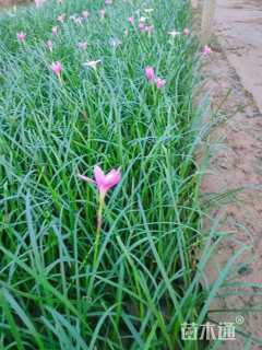 高度15厘米韭兰