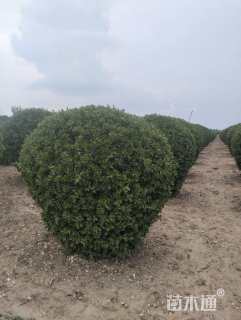 冠幅2500厘米大叶黄杨球