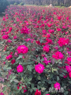 高度40厘米大花月季