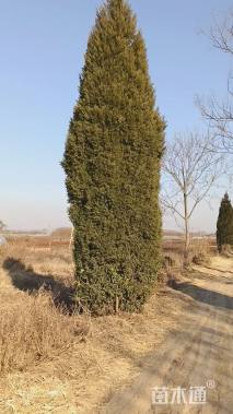 高度450厘米塔柏