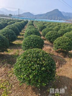 冠幅130厘米无刺枸骨球