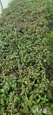 高度15厘米三角梅