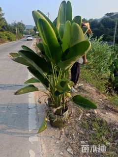 高度150厘米鹤望兰