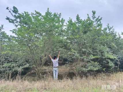 高度500厘米速生紫薇