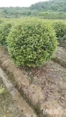 冠幅100厘米茶梅球