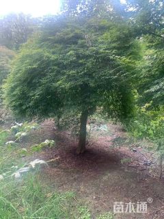 高度300厘米羽毛枫