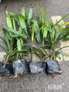 裸干高30厘米棕竹