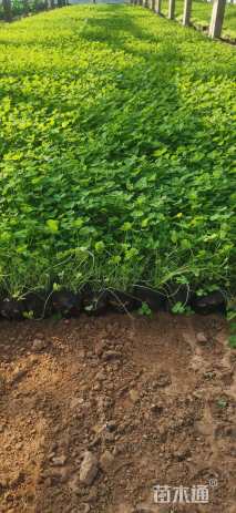 高度15厘米白三叶