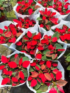 高度25厘米一品红