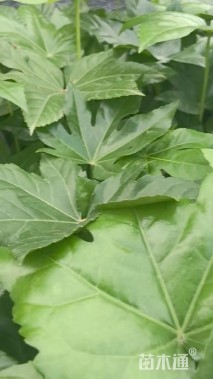 高度50厘米八角金盘