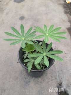 高度15厘米羽扇豆