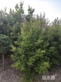 高度250厘米花石榴