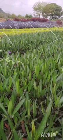 高度20厘米翠芦莉