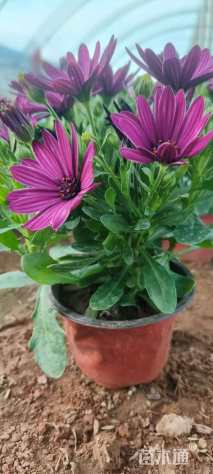 高度10厘米万寿菊