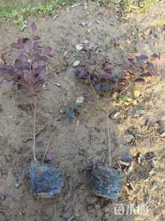 高度20厘米红花继木