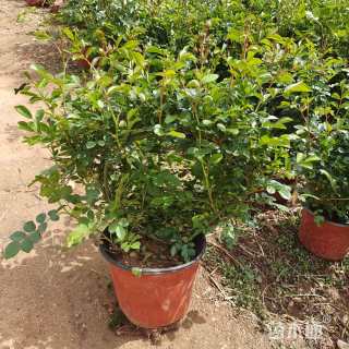 高度50厘米蔷薇