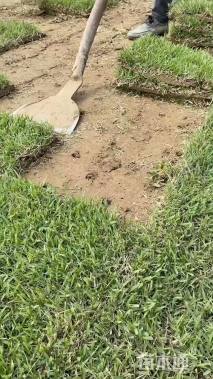 草块状中华结缕草