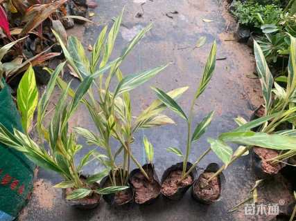 高度40厘米花叶良姜