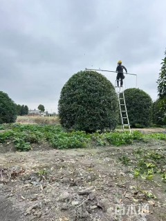 冠幅200厘米桂花球