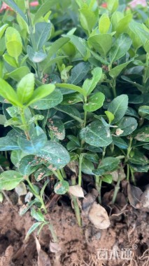 高度15厘米大叶黄杨小苗