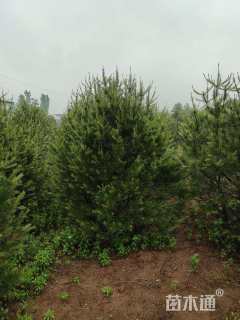 高度250厘米白皮松