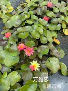 高度15厘米睡莲