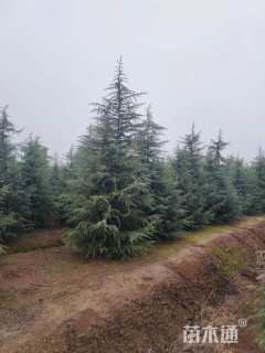 高度40厘米雪松小苗