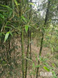 地栽苗斑竹