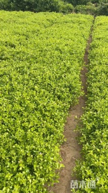 高度25厘米小叶黄杨