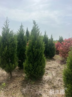 高度200厘米蜀桧