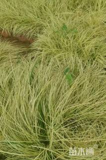 高度25厘米金叶苔草