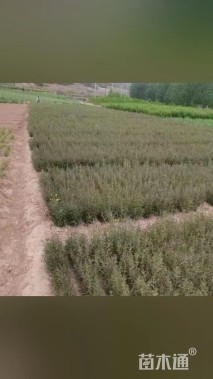 高度80厘米金露梅