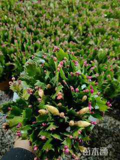 高度20厘米蟹爪兰