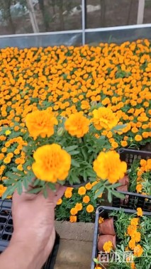 高度30厘米孔雀草