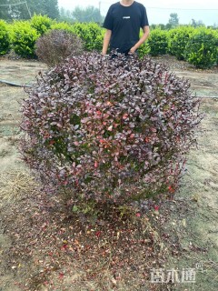 高度150厘米红叶小檗