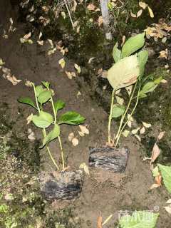 高度20厘米无尽夏绣球