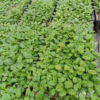 0.1公分黄花风铃木