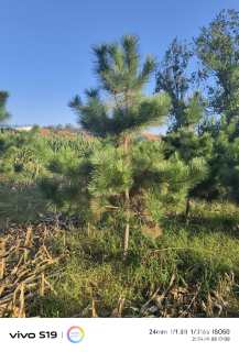 高度280厘米黑松