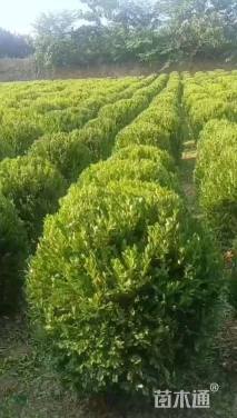 冠幅50厘米瓜子黄杨球