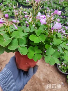 高度10厘米红花酢浆草