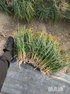 高度30厘米细叶麦冬草