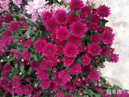 高度30厘米大丽花