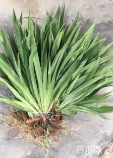 高度45厘米鸢尾