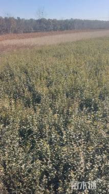 高度60厘米小叶女贞