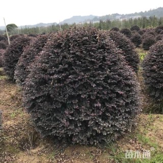 冠幅50厘米红花继木球