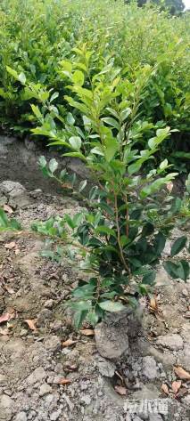 高度55厘米蚊母