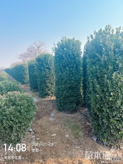 高度180厘米大叶黄杨柱