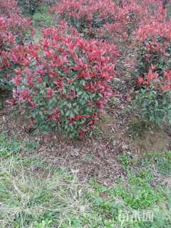 冠幅80厘米红叶石楠球