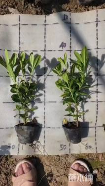 高度20厘米海桐