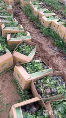 高度15厘米大滨菊